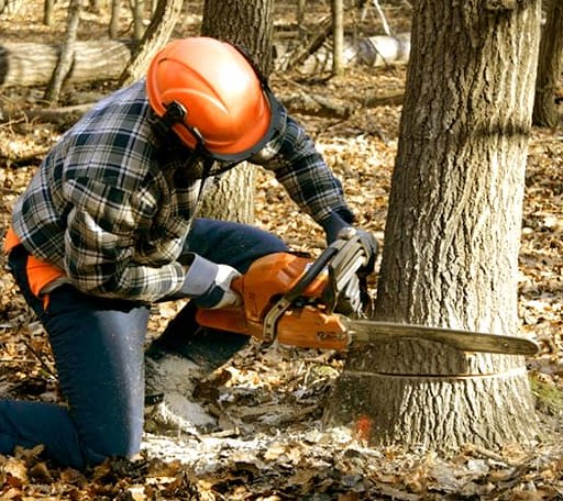 Tree Removal in New Hope, AL